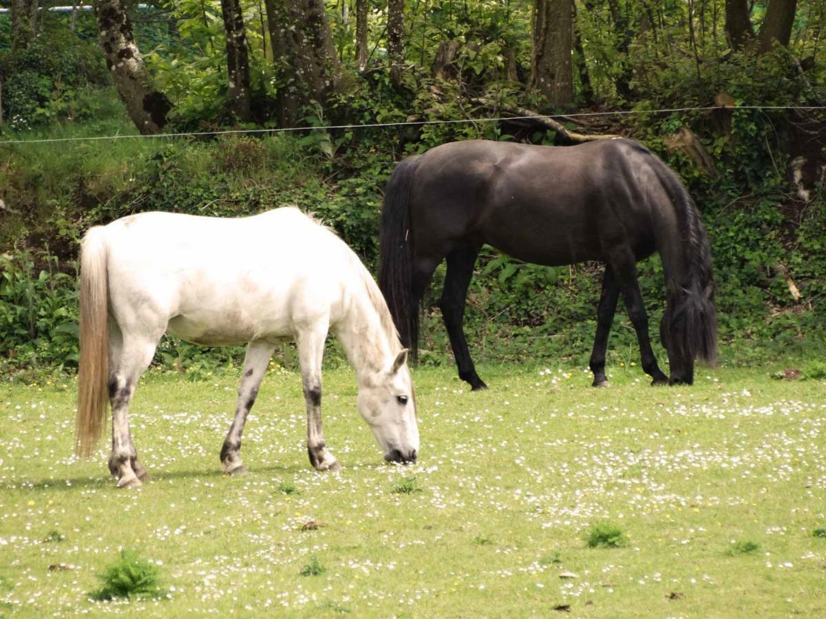Une Roulotte Et Des Chevaux Treffléan Exterior foto